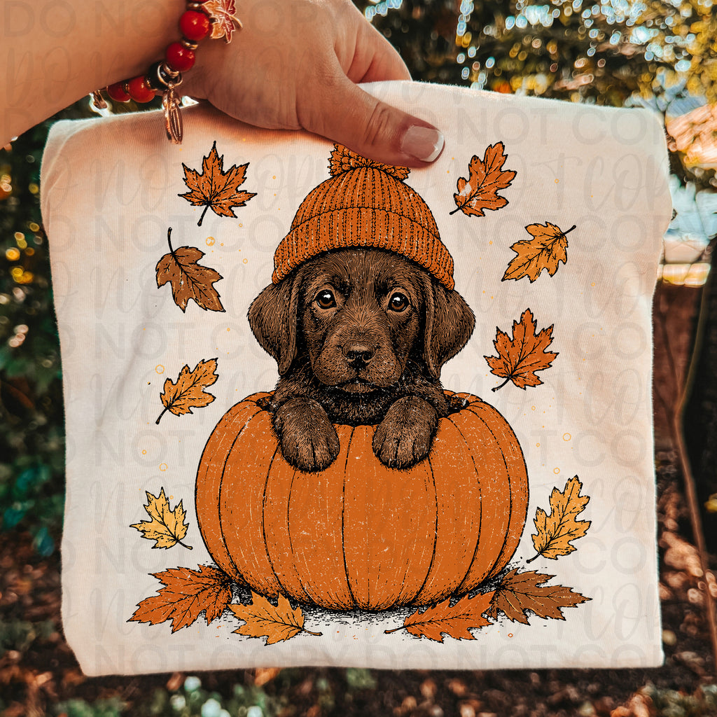 Fall Chocolate Lab Pumpkin PNG