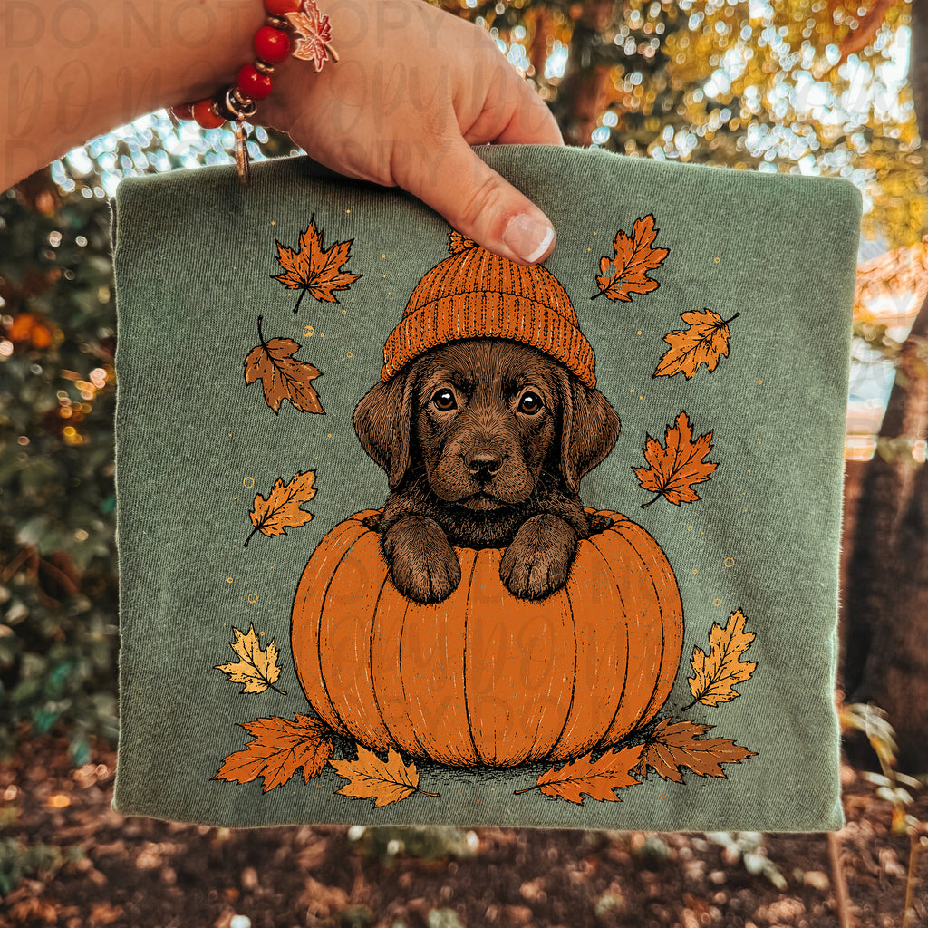 Fall Chocolate Lab Pumpkin PNG