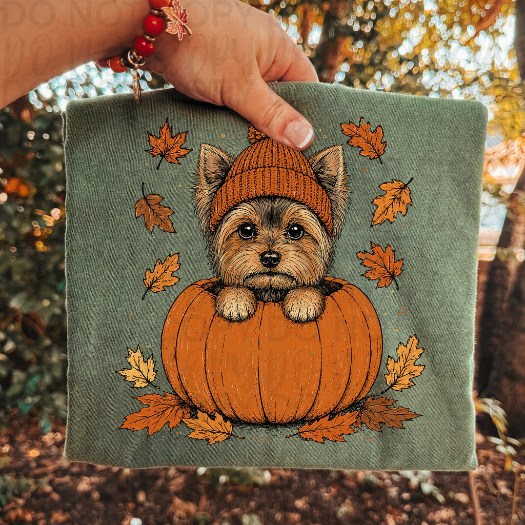 Fall Yorkie Pumpkin PNG
